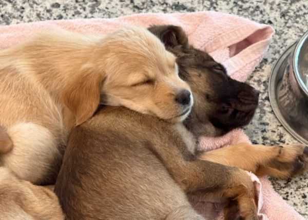 São Bernardo Plaza promove acontecimento de adoção de cães e gatos na próximo domingo (27) sao-bernardo-plaza-promove-evento-de-adocao-de-caes-e-gatos-neste-domingo-(27)