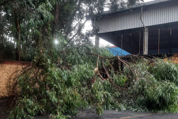 Queda de galho em condomínio de São Bernardo alerta para riscos queda-de-galho-em-condominio-de-sao-bernardo-alerta-para-riscos