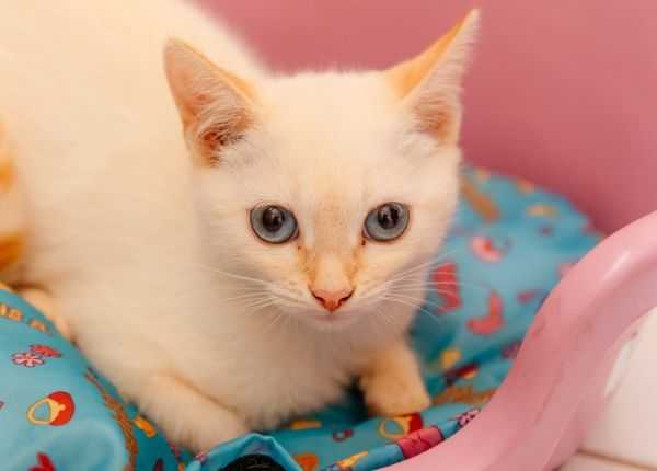 Feira de Adoção de Pets será realizada domingo agora em São Bernardo feira-de-adocao-de-pets-sera-realizada-neste-domingo-em-sao-bernardo
