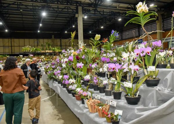 São Bernardo coordena a 59ª Exibição de Orquídeas com entrada gratuita sao-bernardo-organiza-a-59a-exposicao-de-orquideas-com-entrada-gratuita