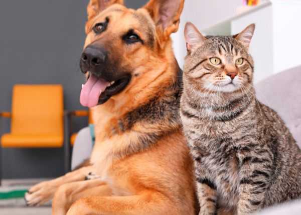 Projeto de lei indica armazenamento de cinzas de pets em cemitérios de São Bernardo projeto-de-lei-propoe-armazenamento-de-cinzas-de-pets-em-cemiterios-de-sao-bernardo