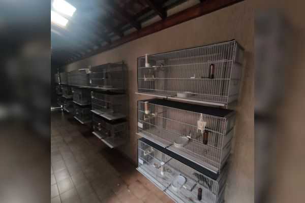 Operação da Polícia Federal resgata 13 aves selvagens em São Bernardo operacao-da-policia-federal-resgata-13-aves-silvestres-em-sao-bernardo