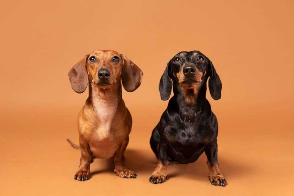 Encontro reúne cães Dachshund em São Bernardo encontro-reune-caes-dachshund-em-sao-bernardo