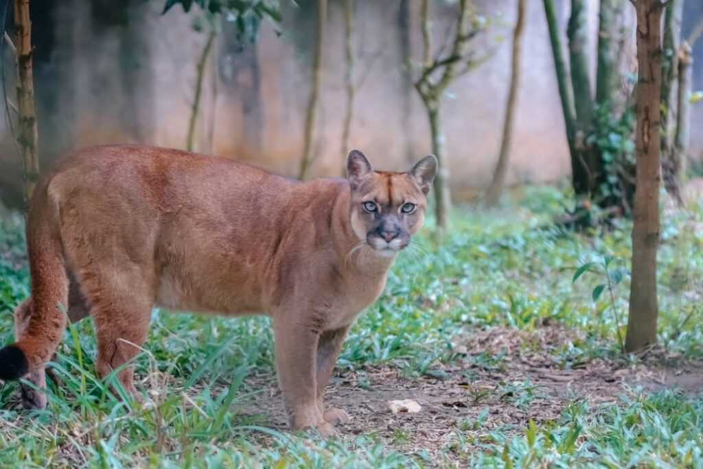 Zoo de São Bernardo recebe 376 animais para cuidado em 2025 zoo-de-sao-bernardo-recebe-376-animais-para-cuidado-em-2025