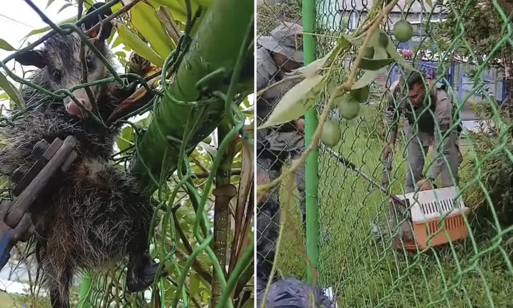gcm-ambiental-resgata-sarue-preso-em-escola-e-alerta-para-alta-de-ocorrencias-em-sao-bernardo