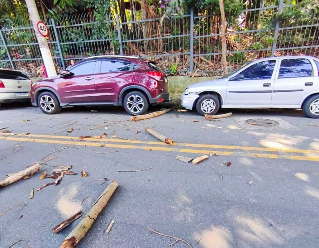 Queda de árvore atinge carros e causa susto em bairro de São Bernardo queda-de-arvore-atinge-carros-e-causa-susto-em-bairro-de-sao-bernardo