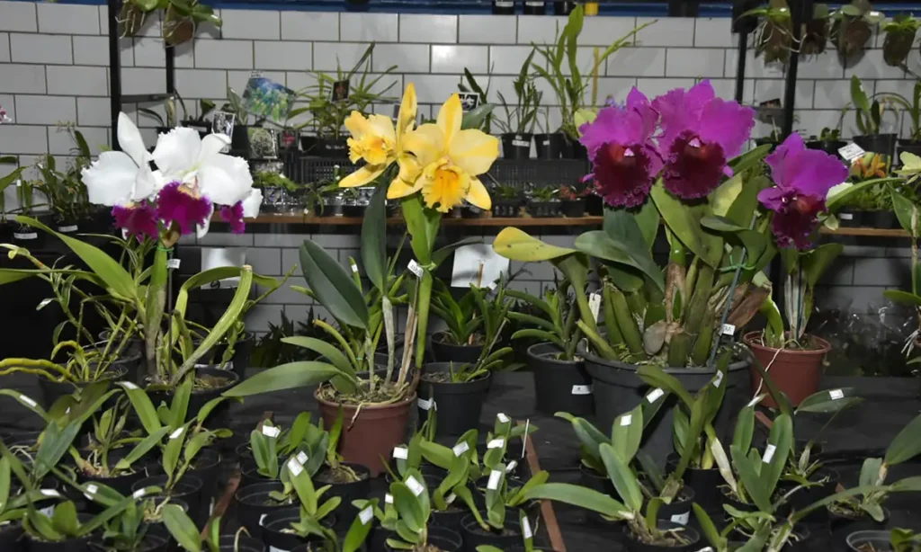 santo-andre-tera-exposicao-gratuita-de-orquideas-com-troca-de-alimentos-por-mudas
